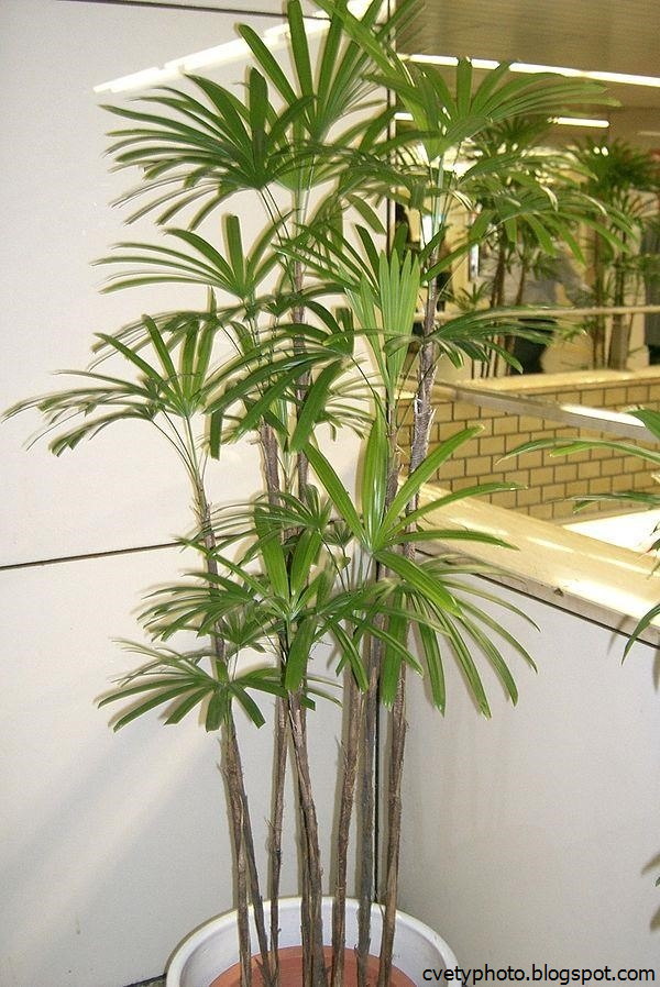 Комнатный Цветок Похож На Пальму Фото