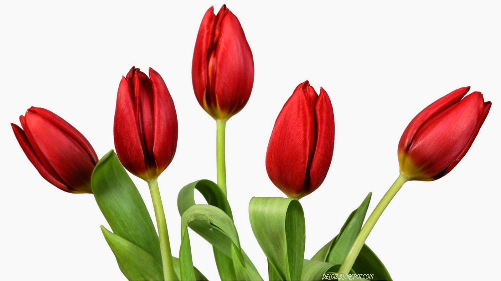 Wallpaper Bunga  Tulip  Merah Deloiz Wallpaper