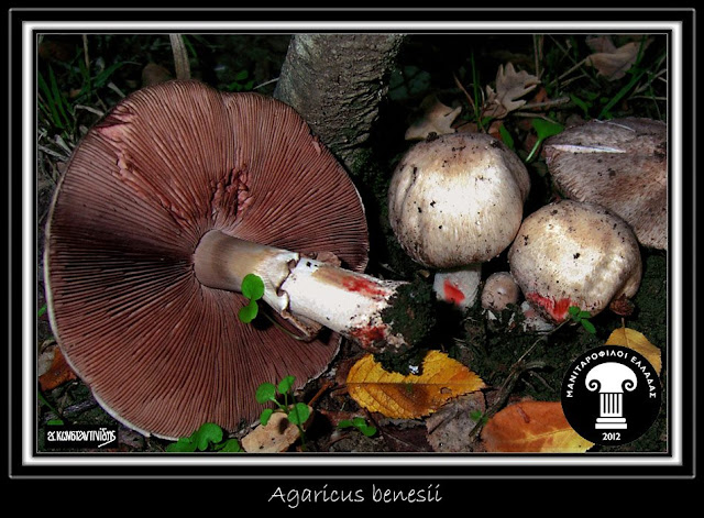 Agaricus benesii (Pilát) Pilát