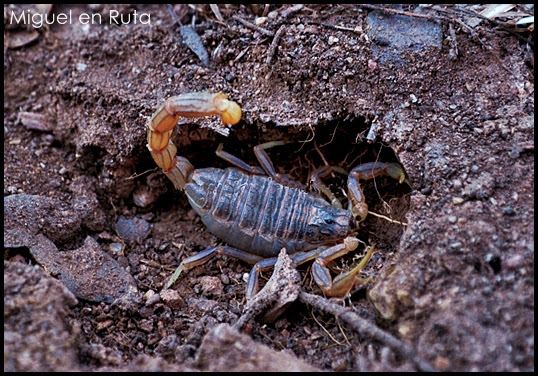 Buthus-Ocitanus-escorpión común