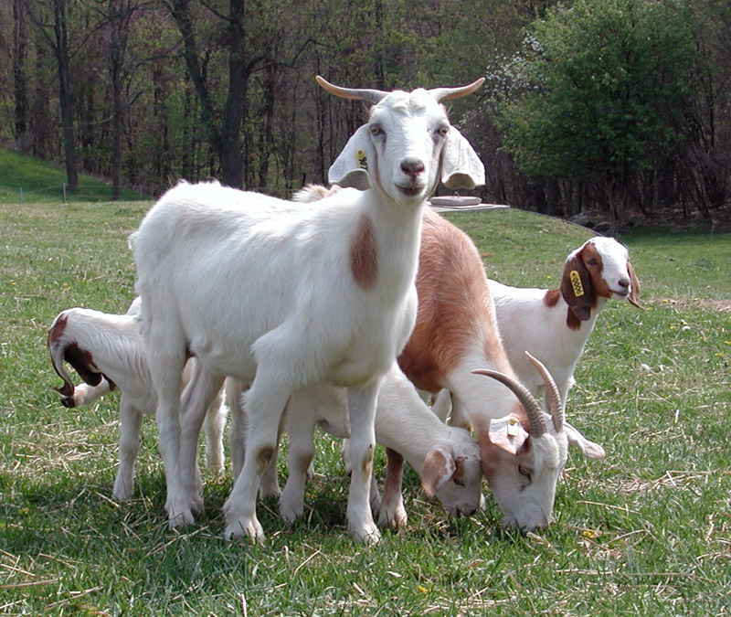 olsen-s-hot-weather-tips-for-goat-enthusiasts