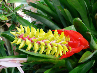 bromelia Aechmea nudicaulis bromelia Aechmea nudicaulis