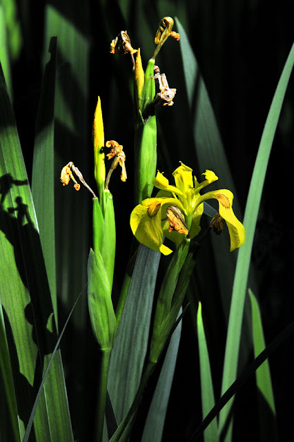 iris des marais, iris pseudocarust