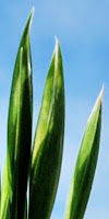 Sheathed Iris Iris bud