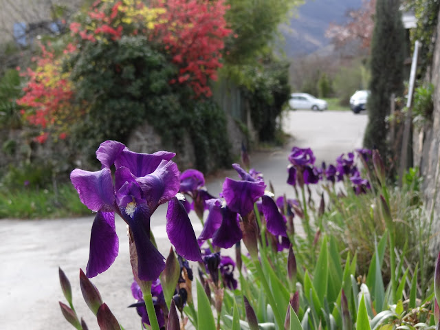 Une saison en iris (2019) DSC01417