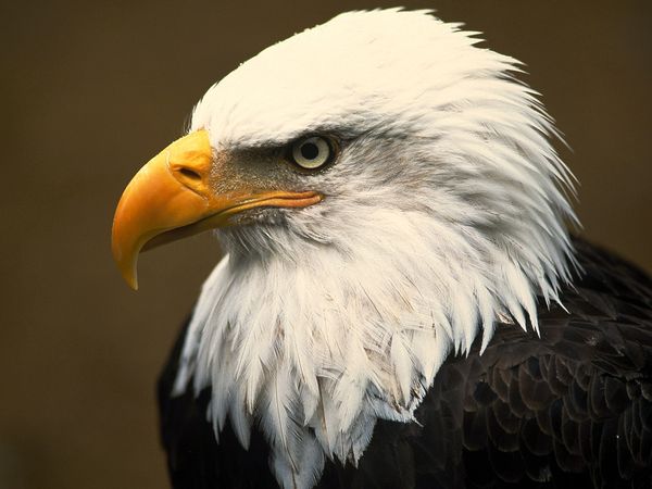 secret life of american eagle hd birds documentary ask itsolution