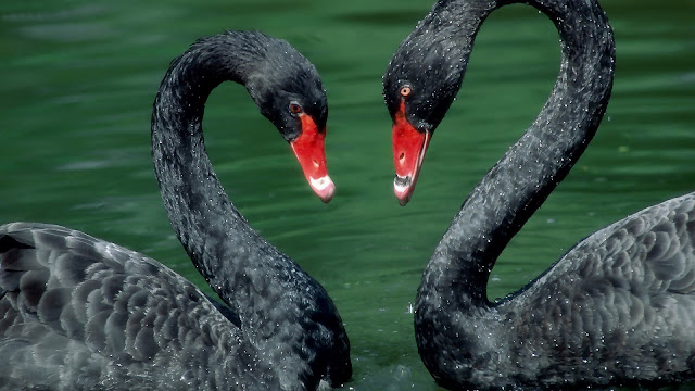 Picture of two black swans