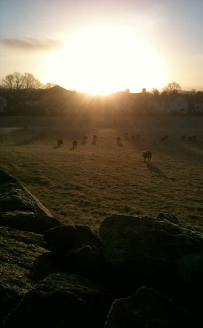 sheep grazing in morning sun