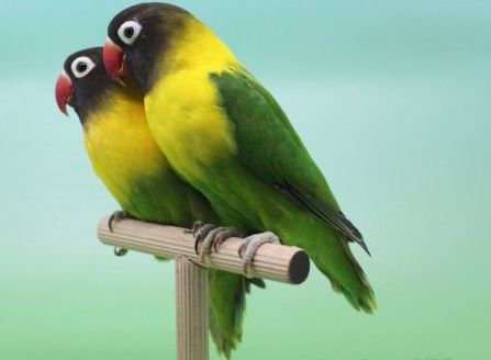 26 Beautiful Burung Lovebird 2d Burung