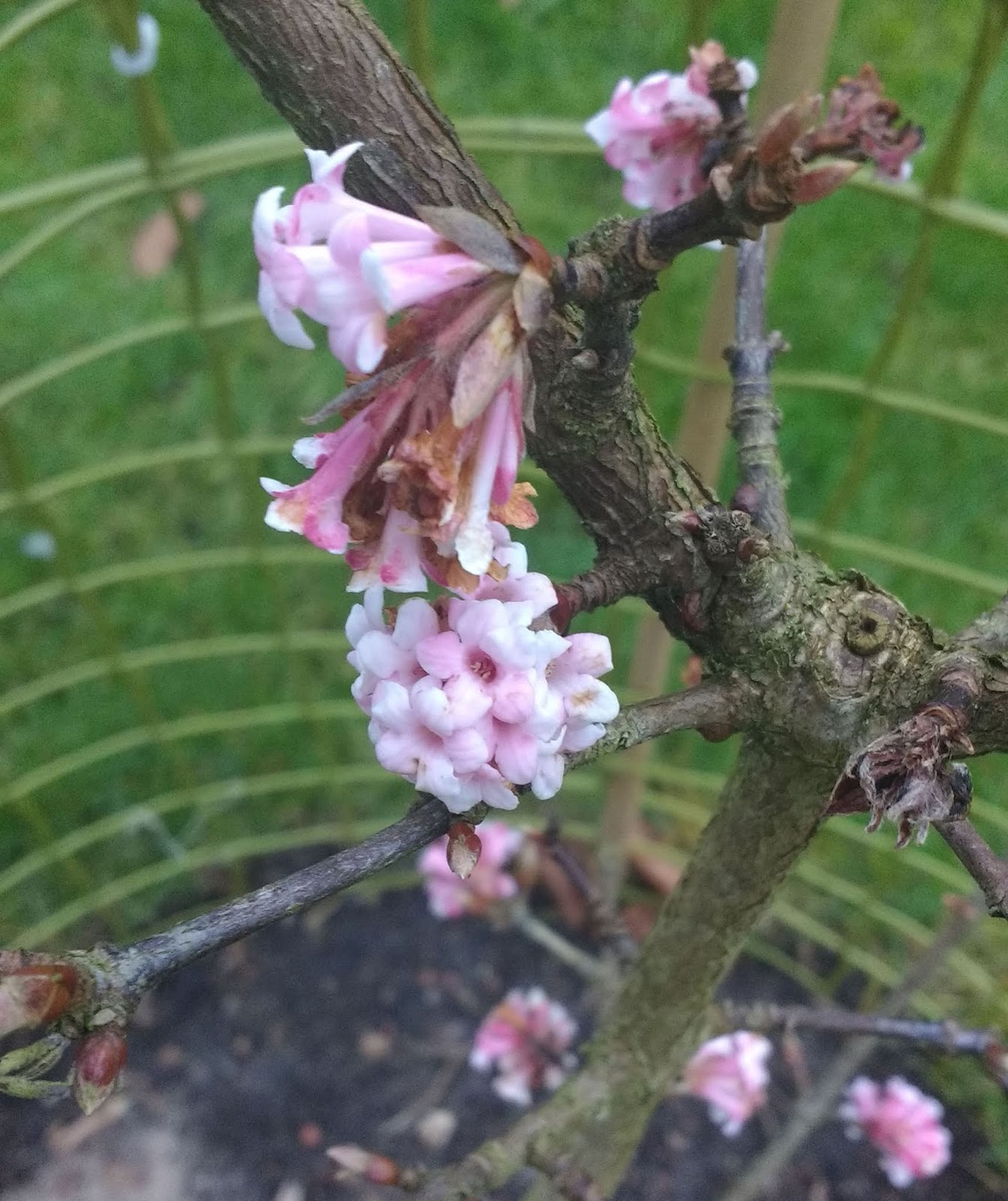 The Green Fingered Blog What S Eating My Viburnum And What Can I Do