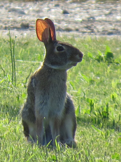 rabbits