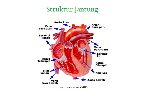 Struktur Jantung