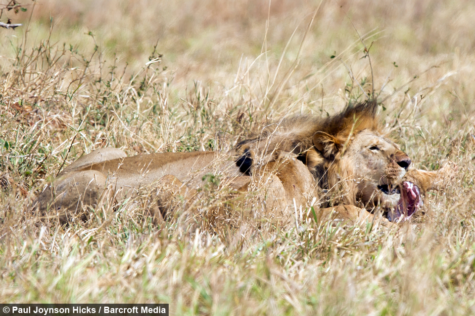 Каннибализм у животных. Нильский крокодил детеныш. Каннибализм у белых медведей. Каннибализм хищничество. Возбужденный медведь.
