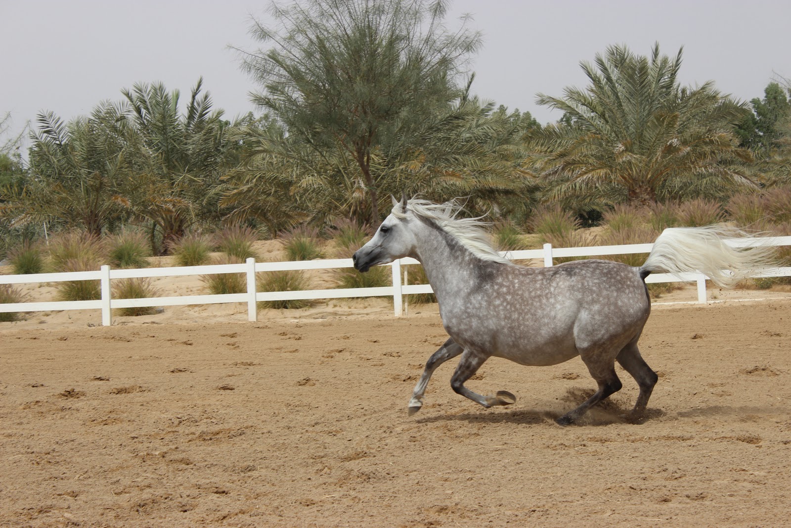 Kuwait Uncensored Ajmal Arabian Stud Farm Arabian Horse Farm