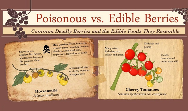Poisonous vs Edible Berries