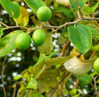 buah bidara buah bidara