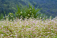 du lịch hà giang
