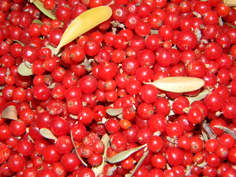 Bees, Birds, Berries, and Blooms! Buffalo Berries...