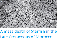 https://sciencythoughts.blogspot.com/2013/12/a-mass-death-of-starfish-in-late.html