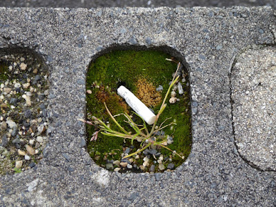 煙草のポイ捨て吸い殻（画像）2016