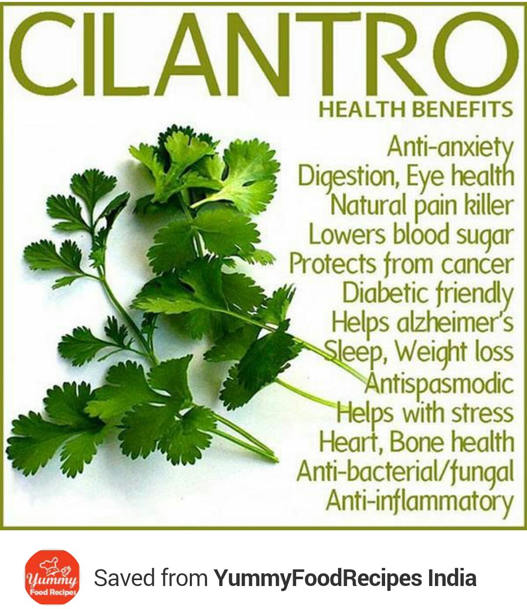 Health Benefits Of Cilantro
