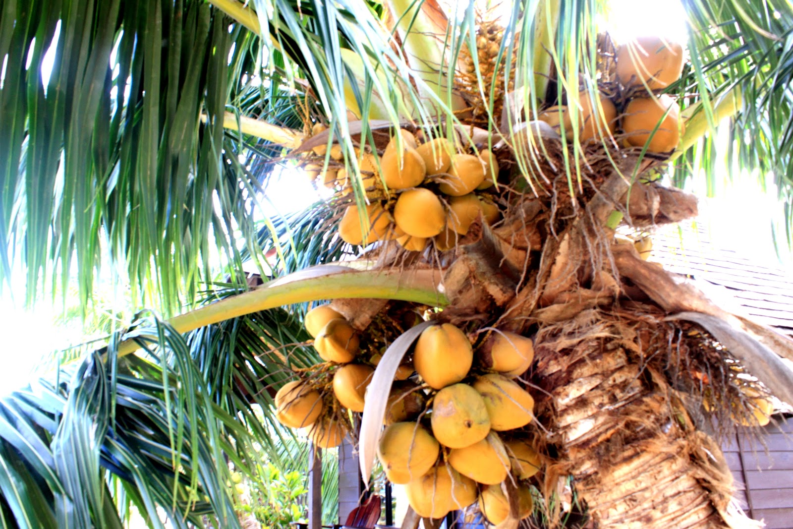 финиковая и кокосовая пальмы. кокосовая пальма (кокос нуцифера). банановые и кокосовые пальмы. кокосовая пальма в индии. кокосовая пальма ареал.