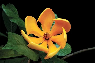 พุดรักนา พรรณไม้ดอกพุดพื้นเมืองของไทย ดอกสีขาว/เหลือง/ส้ม ดอกมีกลิ่นหอมแรง