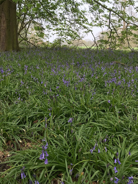 Woodland filled with bluebells