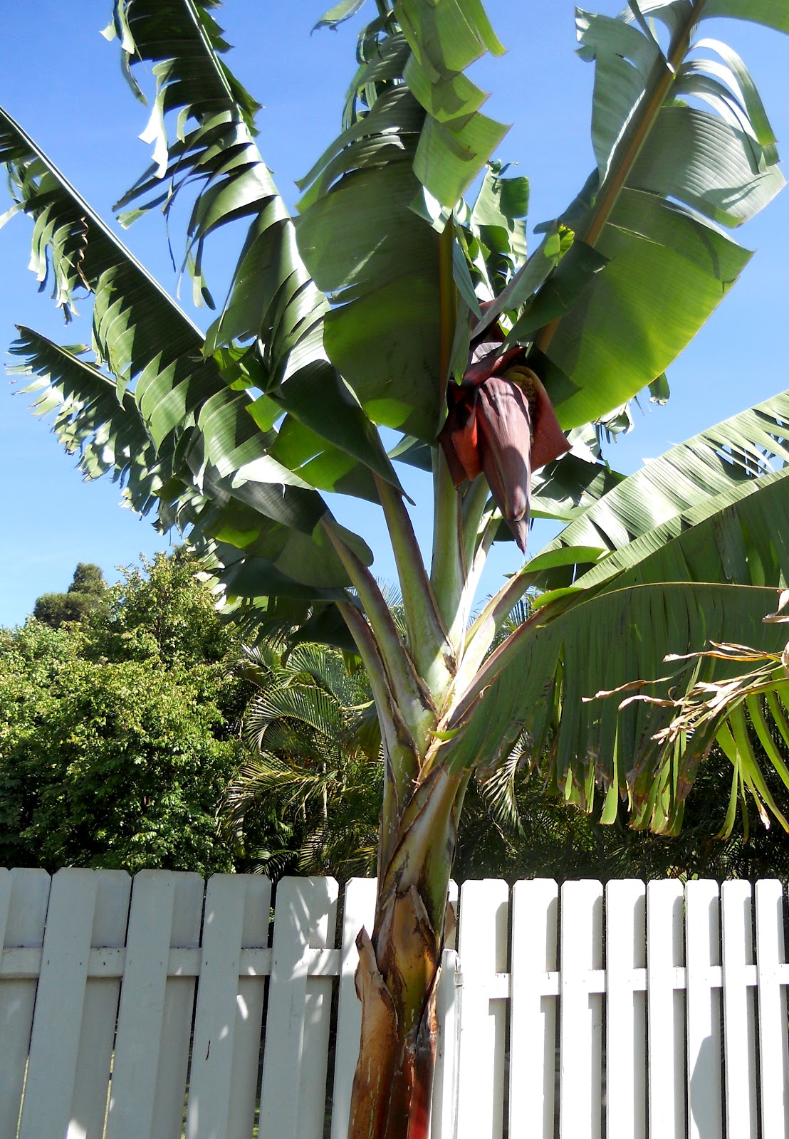A Kitchen Garden in Kihei Maui Growing Dwarf Red Bananas