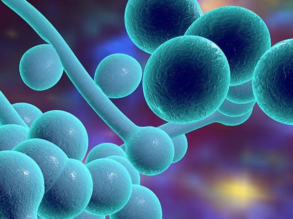 boire bicarbonate de soude candida boire bicarbonate de soude candida