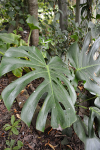 Monstera deliciosa: trepadora de hoja grande | Plantas