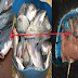 Mengerikan, Miriss Bacanya..!!! Ternyata 5 Jenis Ikan Ini Bila Di Makan Malah Membuat Anda Tidak Sehat.."Nomor 4 Berbahaya Layaknya Lemak Babi..!!!! Berikut Penjelasan'Nya :
