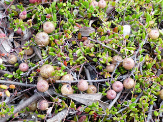 Canneberge commune - Vaccinium oxycoccos Canneberge commune - Vaccinium oxycoccos