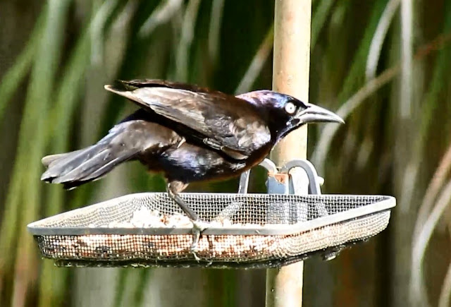 Male Boat Tailed Grackle Born With One Leg