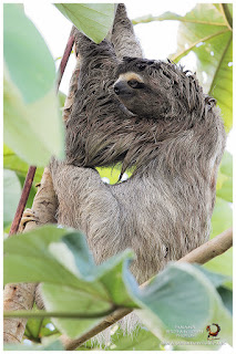 Brown-throated Three-toed Sloth (Bradypus variegatus)