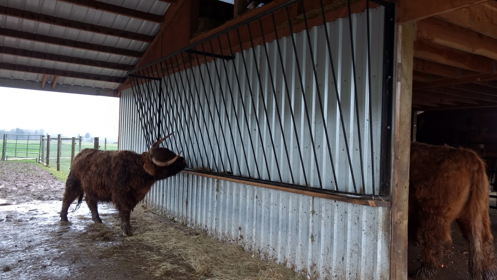 Asman Highland Cattle Horned cattle hay feeder