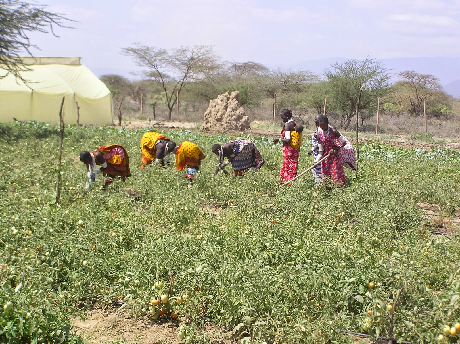 PAMACC News Maasai women of kajiado fighting climate change through