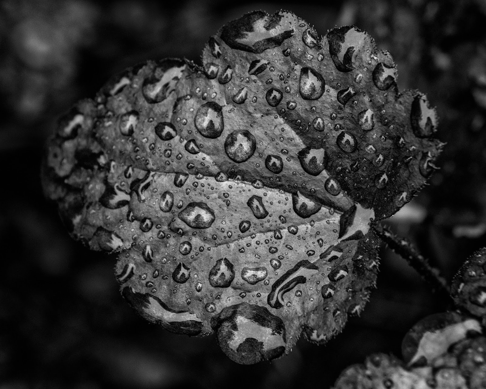 Photographing Trivialities Red Leaf in Black & White