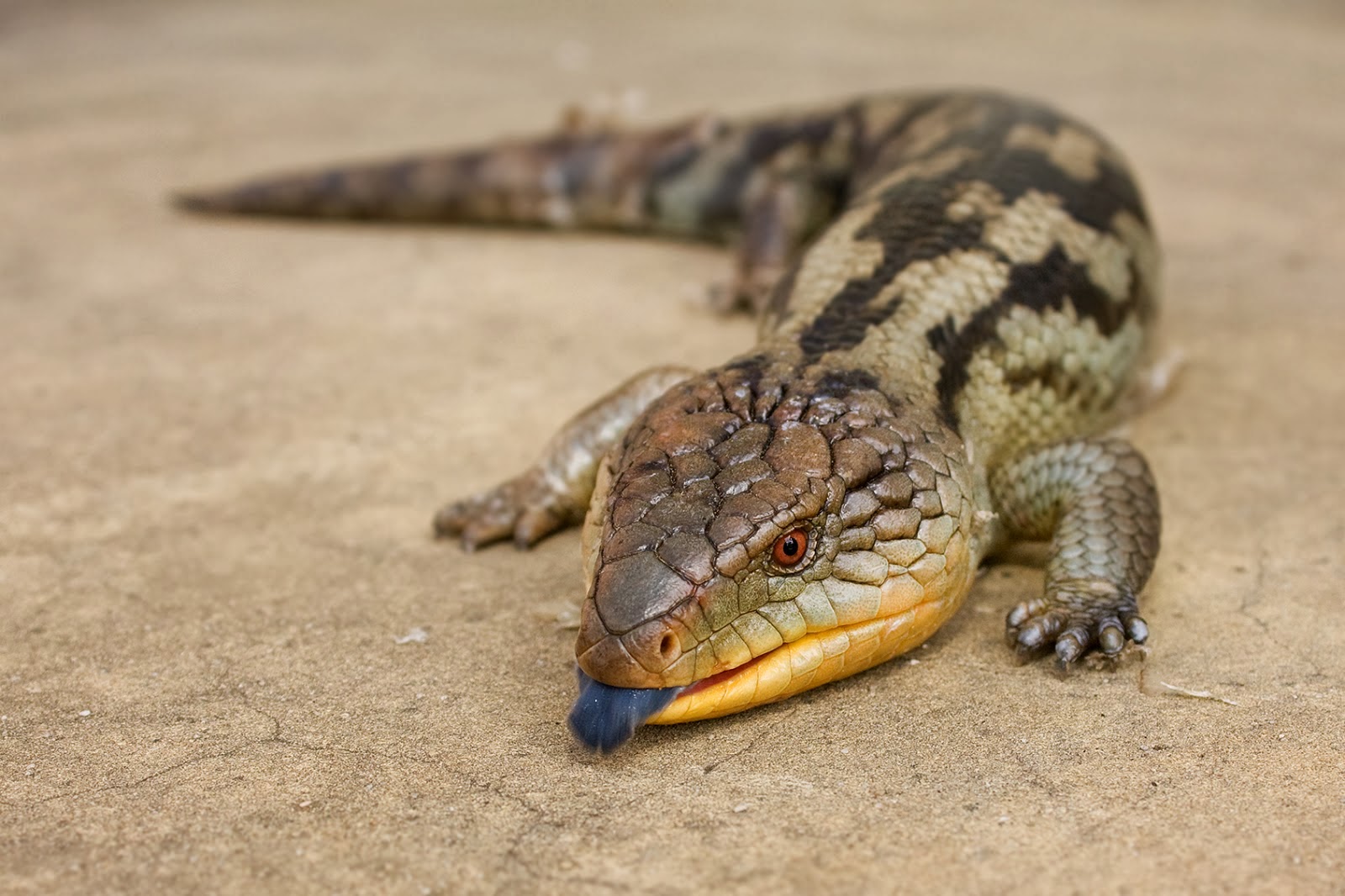think-skinks-staff-profiles