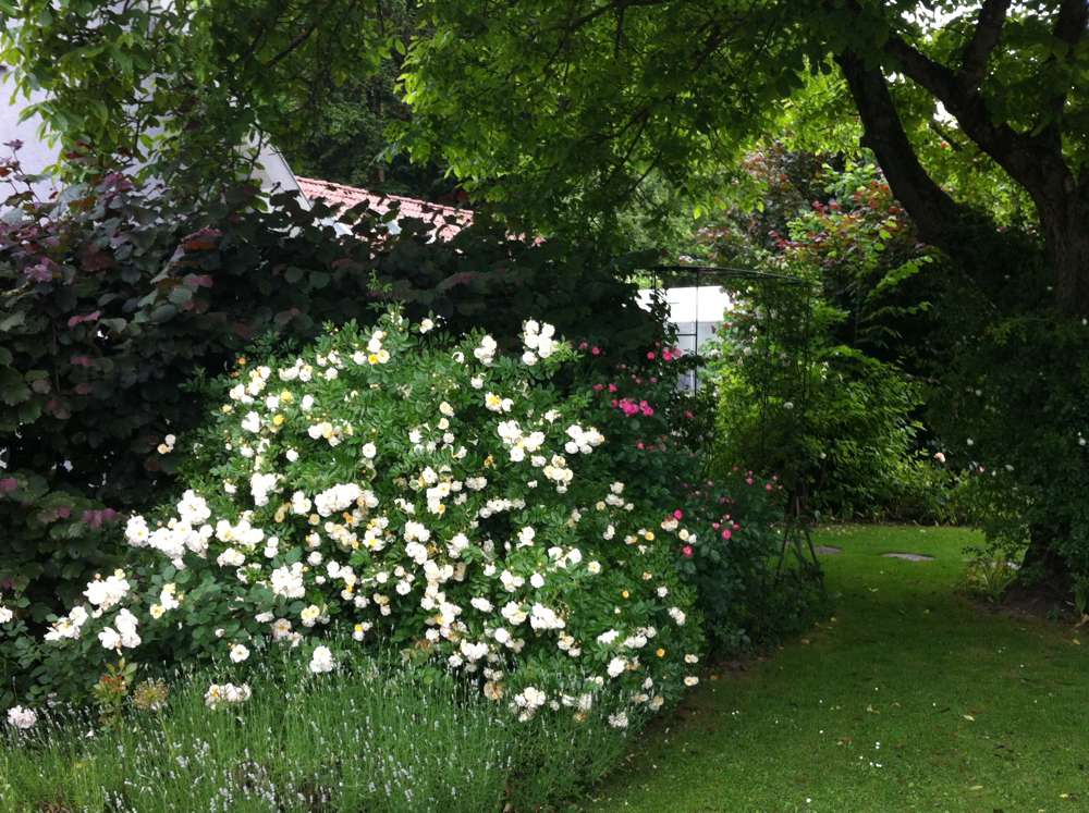 Tolle Gartentipps Der Nussbaum Und Die Rosen Im Schatten