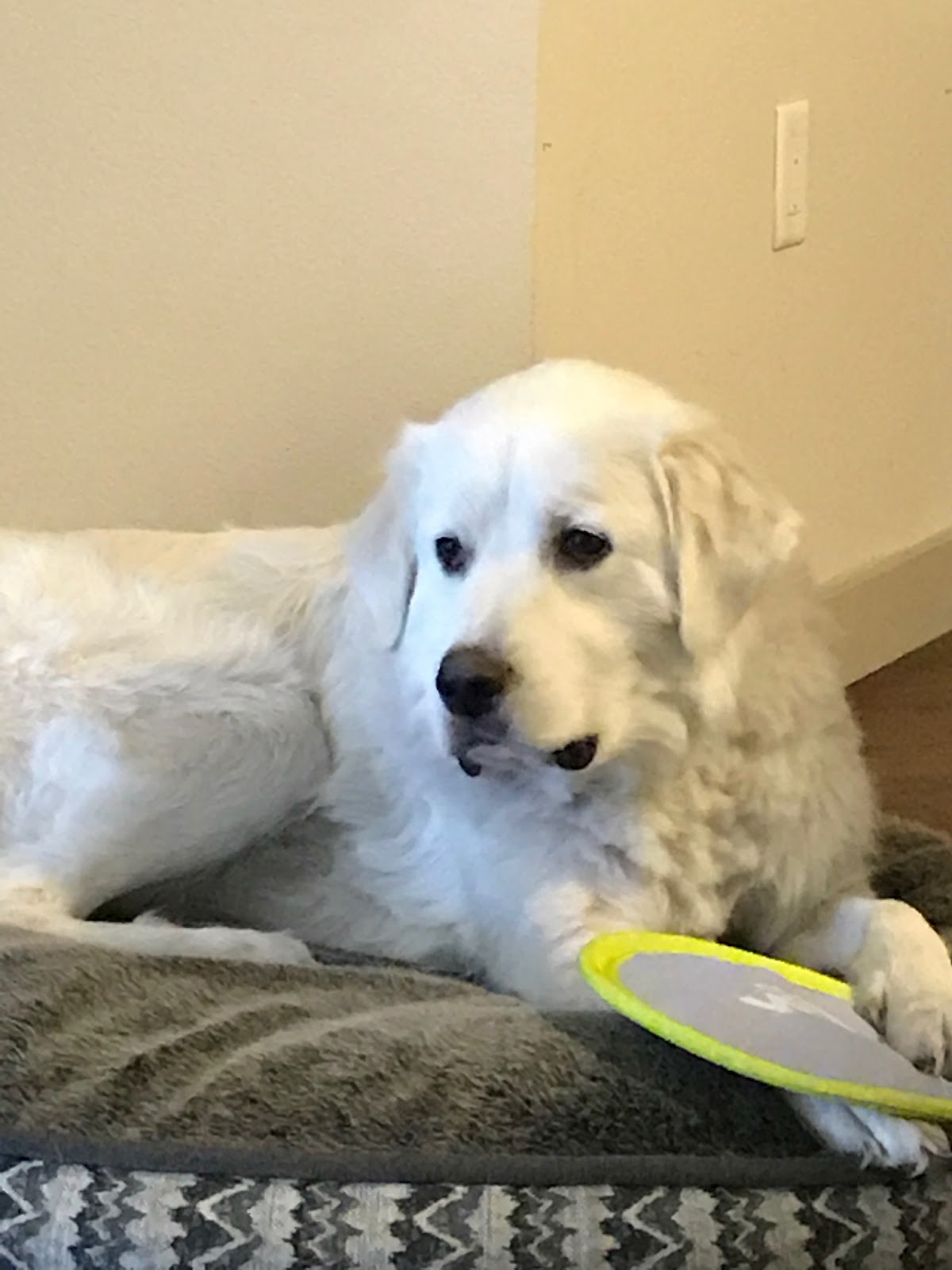 HOMEMADE PET TREATS AND RECIPES STEAK BONES, steak dog bones, steak