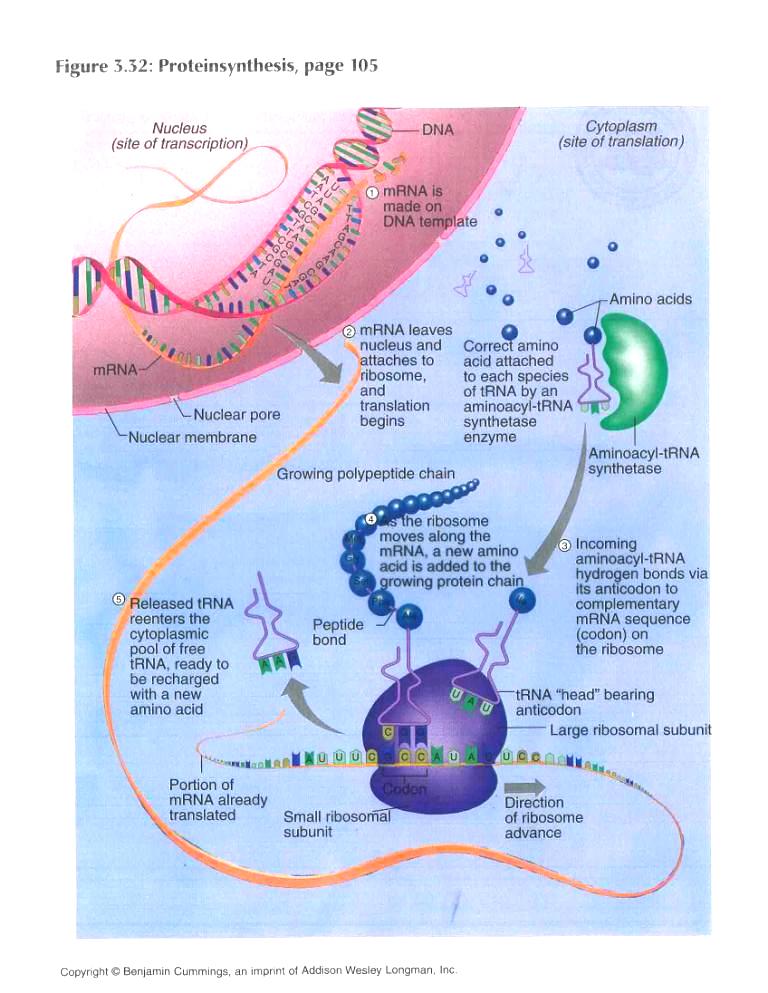 Labeled Diagram Of Protein Synthesis