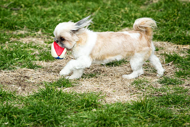 O que seu shih tzu pensa
