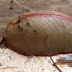 Si jamais vous trouvez cette bestiole dans votre maison, vous aurez d'énormes problèmes!