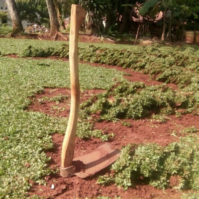 Jual Rumput Gajah Mini - Harga Rumput Gajah Mini 2018-2019 Jual Rumput Gajah Mini - Harga Rumput Gajah Mini 2018-2019