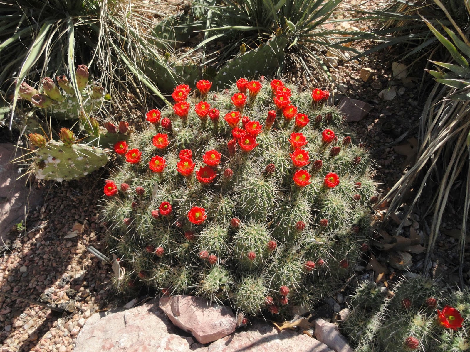 Prairiebreak The DANGEROUS Christmas Cactus!