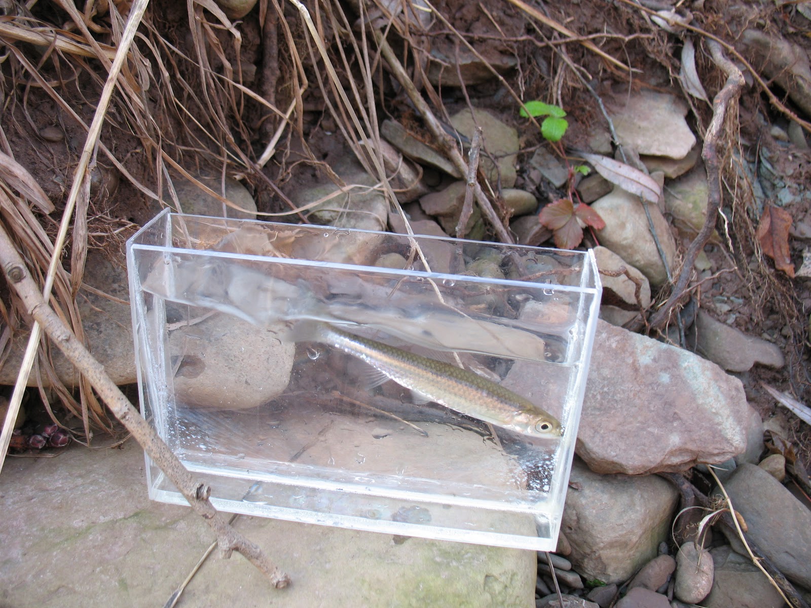 MuskieBait Adventures: When grown men fell to 1-inch fish