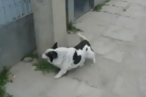 Video: ドアを開けてあげなくても、呼べば、すぐに外から、自分の手段で帰ってくるイヌ ! !
