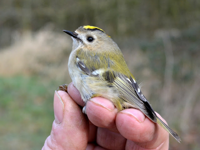 Goldcrest 15/03/2017, © P J Alker