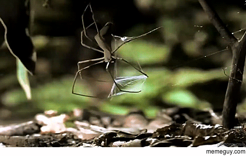 كيف يقوم العنكبوت باصطياد فريسته